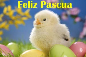 Im�genes Pollito Pascua