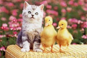 Im�genes de Felices Pascua