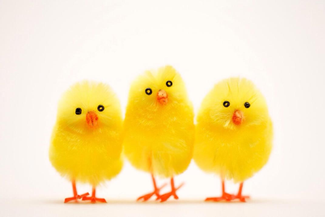 Imagen Pollitos Pascua