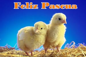 Im�genes pollitos de Pascua